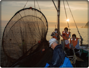 朝日の中で定置網漁見学